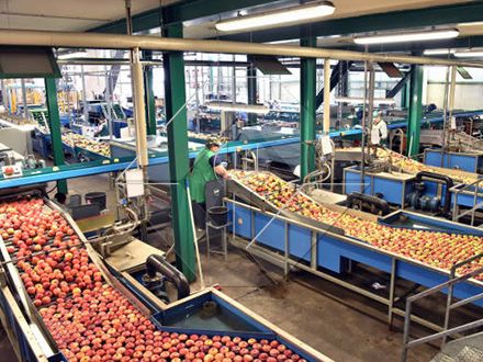تتراوح قدرة المعالجة لخط غسيل وتجفيف وتجفيف الفواكه والخضروات الأوتوماتيكي بشكل عام بين 300 كجم / ساعة و 3000 كجم/ساعة.